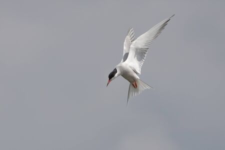 A Common Tern hangs in the air while it looks for fish.