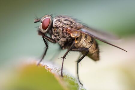 A House Fly perched on a single leaf. Side view.