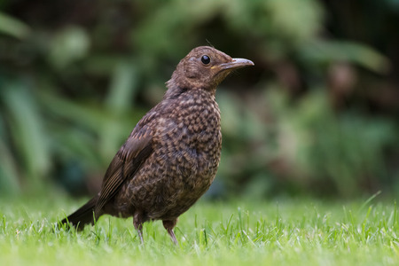 Female Blackbird standing on the short grass.の写真素材