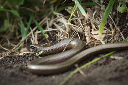 A lone Slowworm in the rough grass and soil.