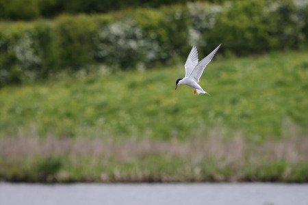 A Common Tern hangs in the air while it looks for fish.