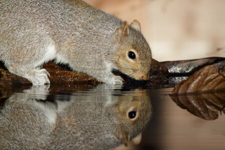 A Grey Squirrel visits a drinking pool.の写真素材