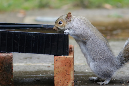 Grey Squirrel drinking water from a plasic tub in a garden.の写真素材