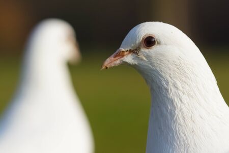 A pair of white doves on green grass background.の写真素材