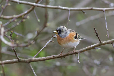 A Brambling perched on a thin branch in the woodlands.の写真素材
