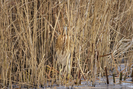 Great Bittern