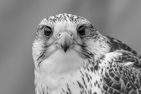 A portrait of a Gyr Falcon in black and white. Head-on view.の写真素材