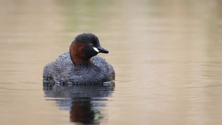 Little Grebe adult in the evening light.の写真素材