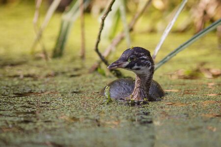 A juvenile Little Grebe striking out on its own.の写真素材