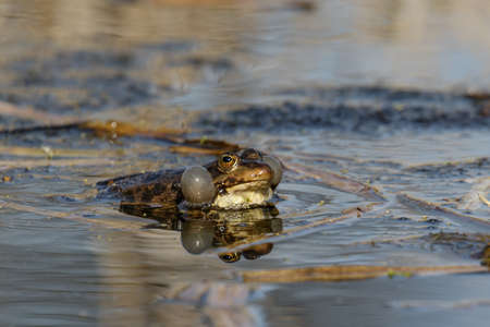 A male Marsh Frog displaying in the breeding season.の写真素材