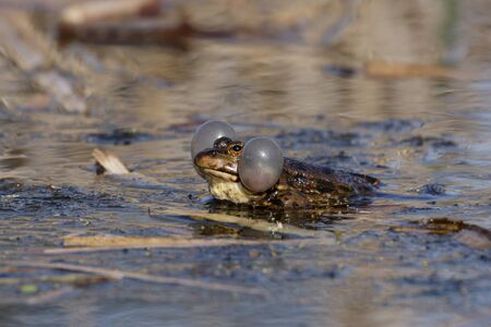 A male Marsh Frog displaying in the breeding season.の写真素材