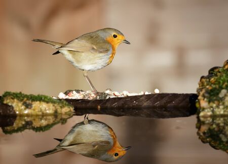 A Robin at a peanut station, reflecting in a drinking pool.の写真素材