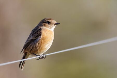 Female Stonechat  (Saxicola rubicola) perched on a wire fence.の写真素材