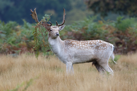Pale coloured Fallow Deer buck (Dama dama) with bracken hanging from its' antlers.の写真素材