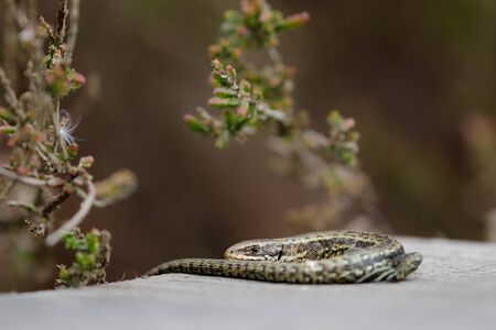 Common Lizard (Zootoca vivipara) sunbathing on the boardwalk
