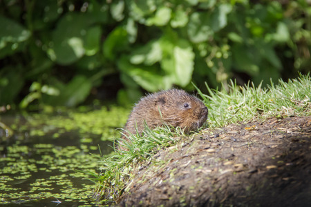 Water Vole (Arvicola amphibius) climbing up onto the river bank.