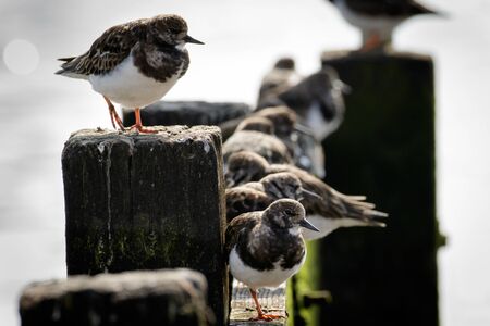 A Contemplation of Turnstones (Arenaria interpres)resting on a seaside groin.の写真素材