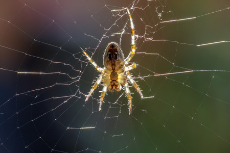 European Garden Spider Araneus diadematus waiting for prey to get caught in its web.の写真素材