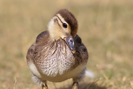 Portrait of a Mallard Duckling Anas platyrhynchosの写真素材