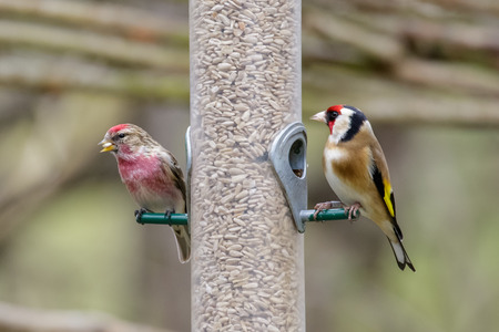 Lesser Redpoll (Carduelis caberet) and Goldfinch (Carduelis carduelis) on a bird feeder full of...