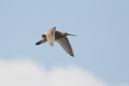 Eurasian curlew (Numenius arquata) calling and displaying in flight.の写真素材