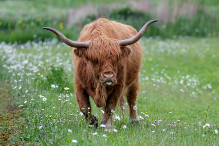 Highland Cattle bull grazing out on a daisy-filled meadow.