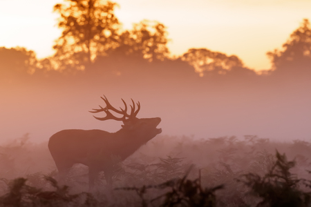 Moody silhouette of Red Deer stag (Cervus elaphus)  bugling on a misty morningの写真素材