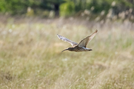 Eurasian Curlew (Numenius arquata) flying, in flight low across sunny heathland in sunshineの写真素材