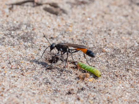 Heath Sand Wasp (Ammophila pubescens) with larva grub prey to stock its burrowの写真素材
