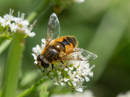 Eristalis horticola hoverfly or dronefly feeding or nectaring on white flower, water dropwort or...