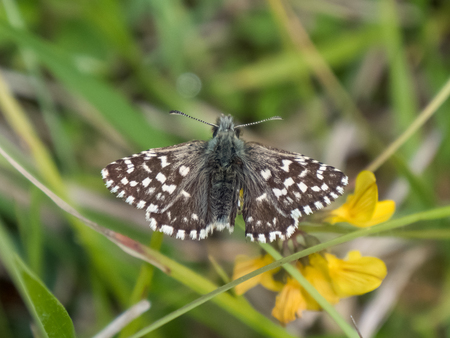 Grizzled Skipper butterfly (Pyrgus malvae) basking warming up on chalkland downの写真素材