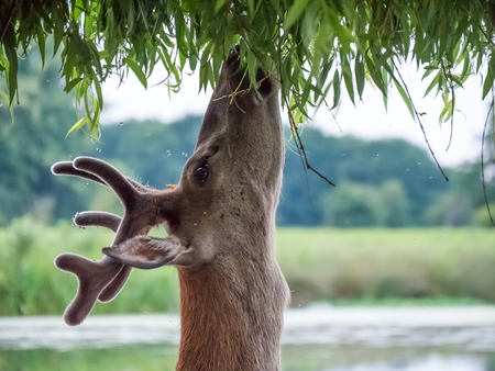 Young Red Deer stag (Cervus elaphus) in velvet antlers, browsing on Willow leaves  in summerの写真素材