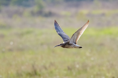 Eurasian Curlew (Numenius arquata) flying, in flight low across sunny heathland in sunshineの写真素材