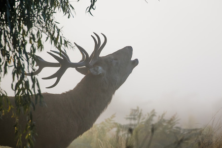 Red Deer stag (Cervus elaphus) bellowing or roaring on a misty morningの写真素材