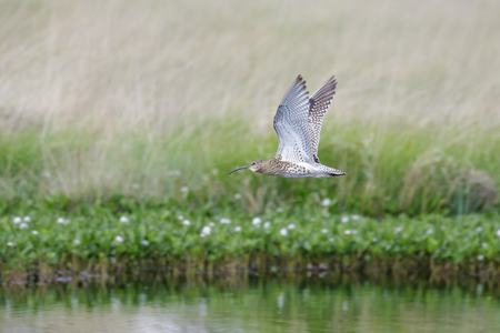 Eurasian Curlew wader (Numenius arquata) flying, in flight low over pond bog with cotton grass behindの写真素材