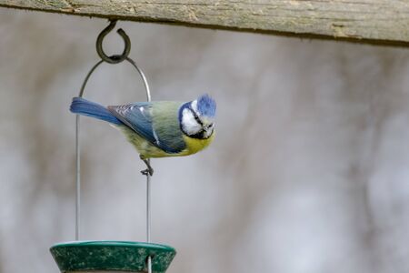Single Blue Tit (Cyanistes caeruleus) hanging clinging from a garden bird feederの写真素材