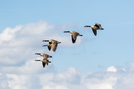 Group or gaggle of Canada Geese (Branta canadensis) flying, in flight against fluffy white cloudsの写真素材