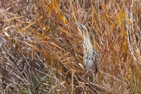 Bittern (Botaurus stellaris) on the edge of reedbedの写真素材