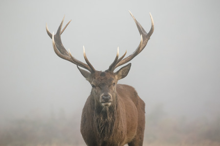 One-eyed Red Deer stag portrait (Cervus elaphus) head on. Misty morningの写真素材