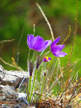 On the rocks grow flowers