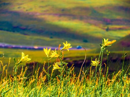 yellow flowers on the mountainside