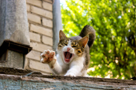 Cat's morning. Unexpectedly met this adorable cat in the hometown