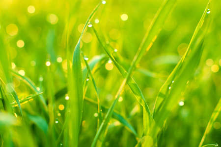Morning dew in the young green grass