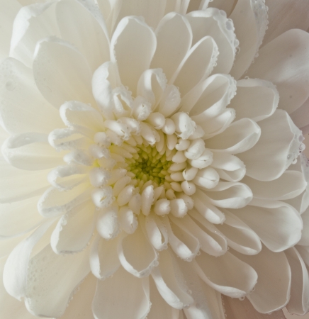 White aster backgroundの写真素材