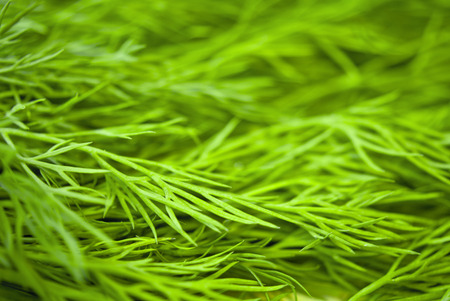 Kitchen s herbs