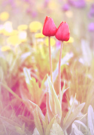 Dreamy flowersの写真素材