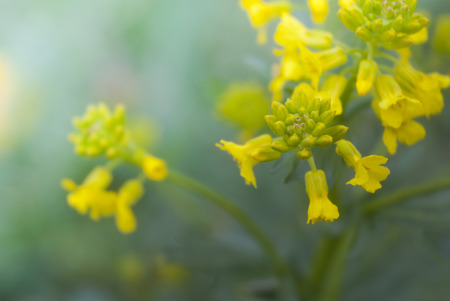 Beautiful spring flowersの写真素材