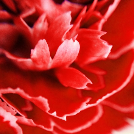 Macro photo of a red light flowerの素材