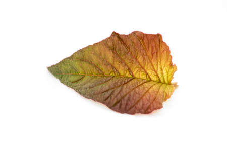 front view, small leaves isolate on white