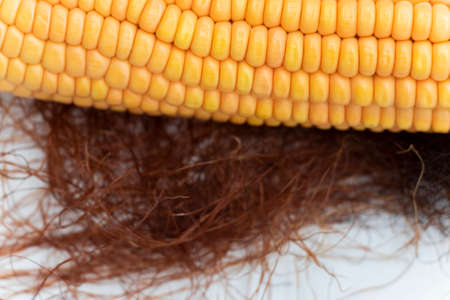Bird nest with corn isolated on white background.
